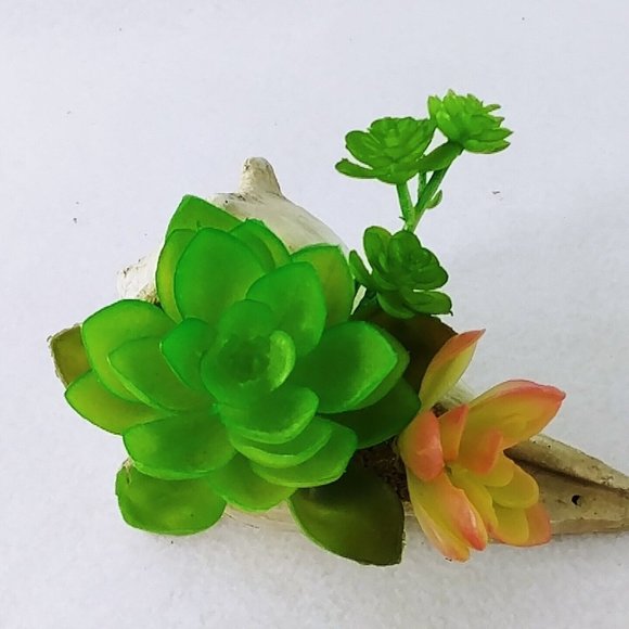 Seashell Succulent Waterproof Botanical Arrangement Beach Lake Cabin Decor 5" - Picture 6 of 7